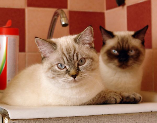 Photo Brunhilde Blue Pancy British shorthair, torty tabby-point, age 6 month