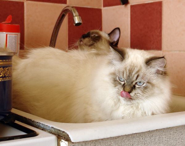 Photo Black Jack Blue Pancy British longhair, seal tabby point,<br>neutered, age 7 month