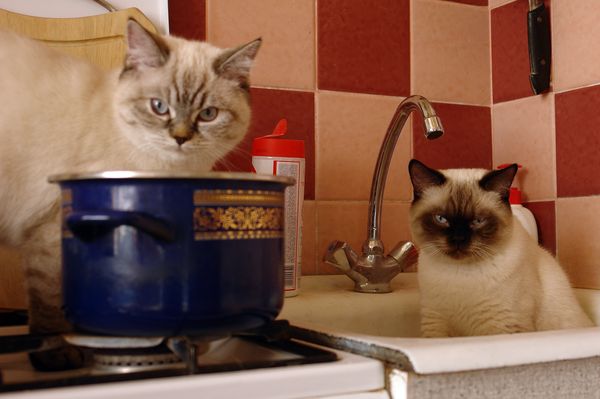 Photo Brunhilde Blue Pancy British shorthair, torty tabby-point, age 6 month