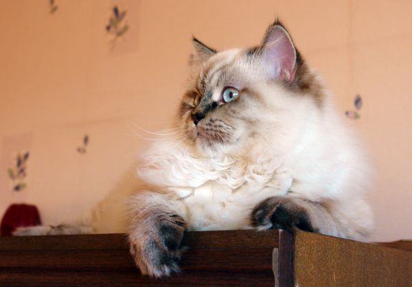 Photo Black Jack Blue Pancy British longhair, seal tabby point,<br>neutered, age 7 month