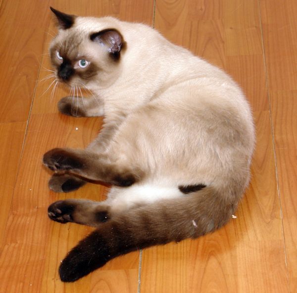 Photo Bruce Blue Pancy British shorthair, seal point,<br>neutered, age 7 month