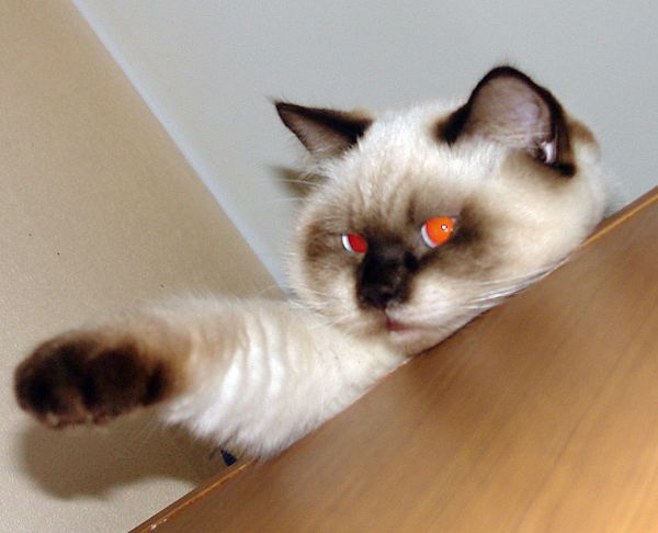 Photo Brad Blue Pancy British shorthair chocolate point,<br>neutered, age 7 month