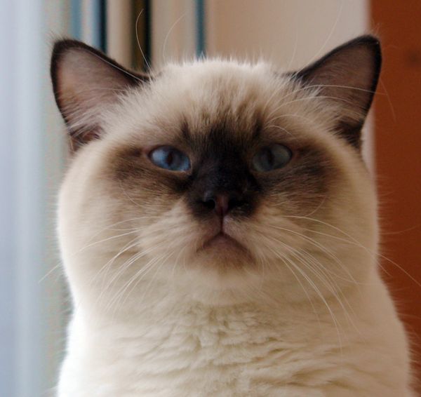 Photo Brad Blue Pancy British shorthair chocolate point,<br>neutered, age 7 month