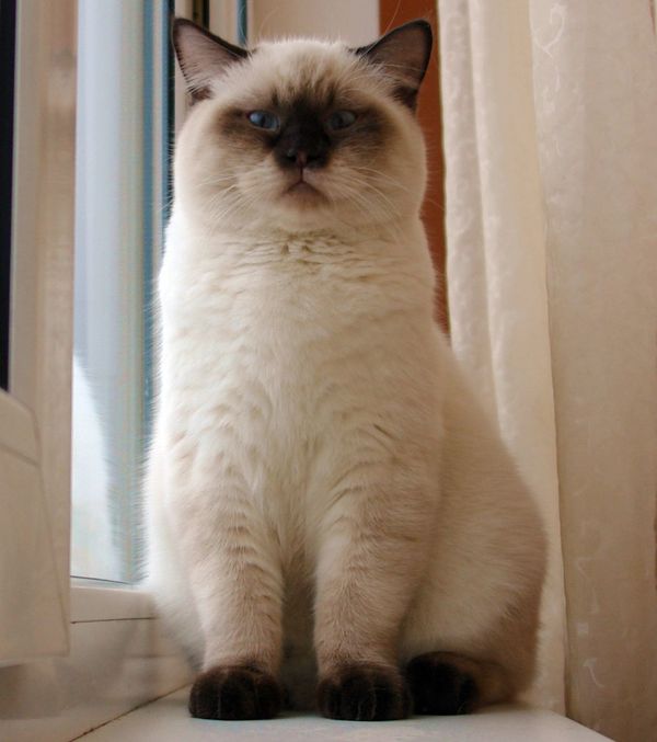 Photo Brad Blue Pancy British shorthair chocolate point,<br>neutered, age 7 month