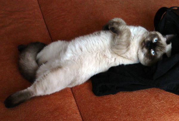 Photo Bruce Blue Pancy British shorthair, seal point,<br>neutered, age 7 month