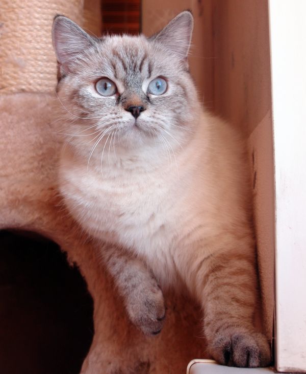 Photo Brunhilde Blue Pancy British shorthair, torty tabby-point, age 7 month and 2 week