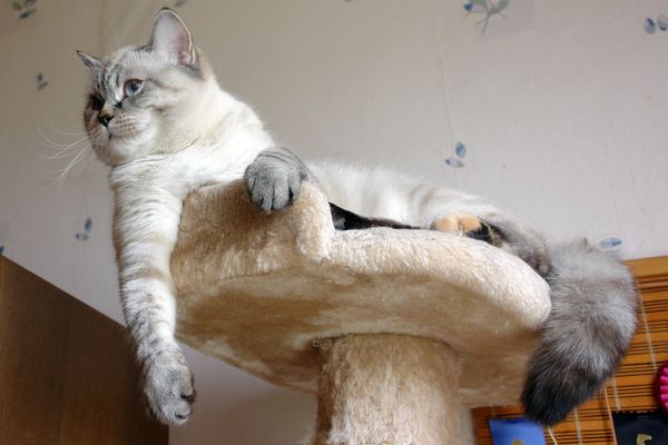 Photo Brunhilde Blue Pancy British shorthair, torty tabby-point, age 10 month and 3 week