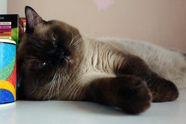 Photo Bruce Blue Pancy British shorthair, seal point,<br>neutered, age 10 month and 3 week
