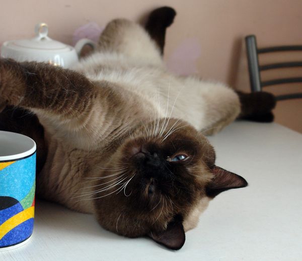 Photo Bruce Blue Pancy British shorthair, seal point,<br>neutered, age 10 month and 3 week