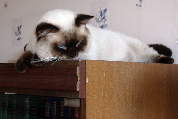 Photo Brad Blue Pancy British shorthair chocolate point,<br>neutered, age 11 month