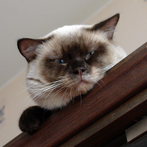 Photo Brad Blue Pancy British shorthair chocolate point,<br>neutered, age 11 month
