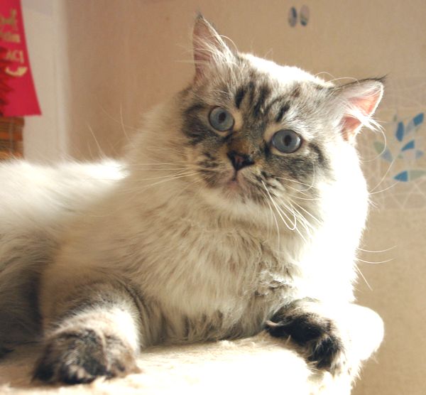 Photo Black Jack Blue Pancy British longhair, seal tabby point,<br>neutered, age 10 month and 3 week