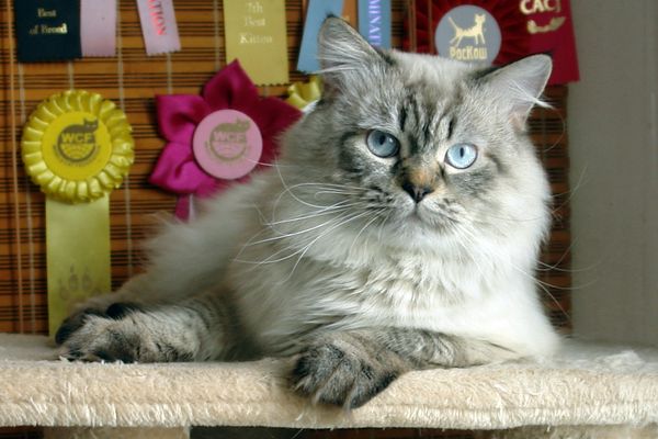 Photo Black Jack Blue Pancy British longhair, seal tabby point,<br>neutered, age 10 month and 3 week
