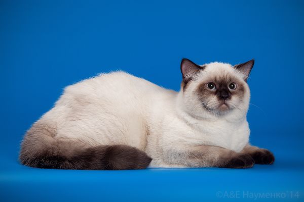 Photo Brad Blue Pancy British shorthair chocolate point,<br>neutered, age 6 month