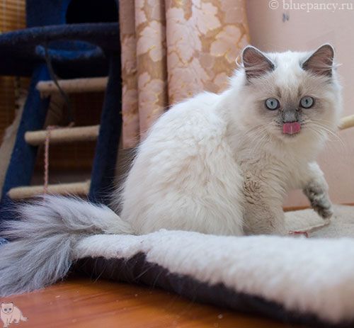 Photo Ace of Aces Blue Pancy British longhair, blue-point, age 4 months