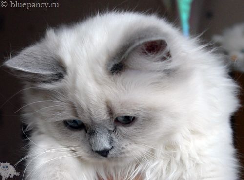Photo Ace of Aces Blue Pancy British longhair, blue-point, age 4.5 months
