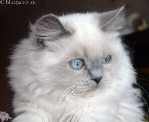 Photo Ace of Aces Blue Pancy British longhair, blue-point, age 4.5 months