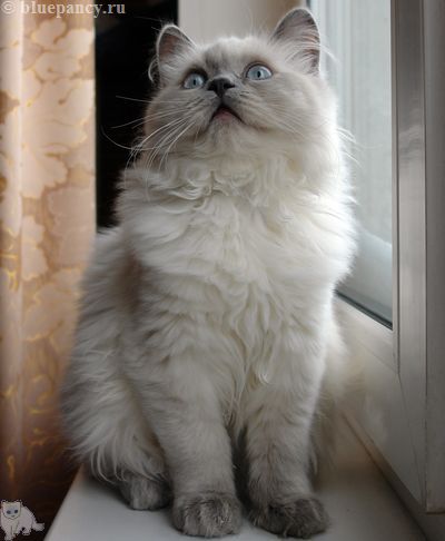 Photo Ace of Aces Blue Pancy British longhair, blue-point, age 4.5 months