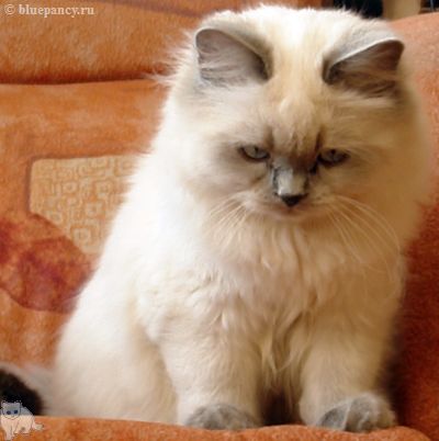 Photo Ace of Aces Blue Pancy British longhair, blue-point, age 5 months