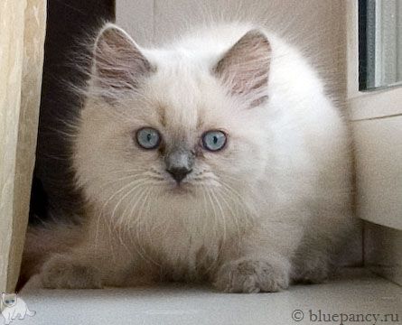Photo Ace of Aces Blue Pancy British longhair, blue-point, age 11 weeks