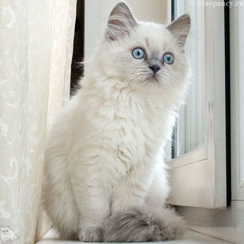 Photo Ace of Aces Blue Pancy British longhair, blue-point, age 2 months and 20 days