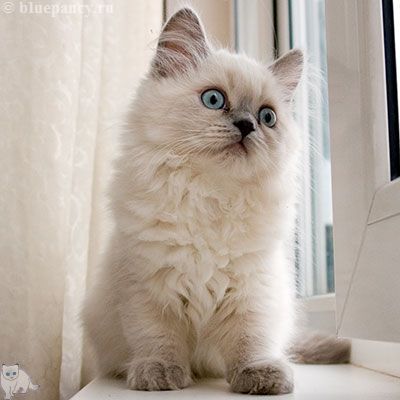 Photo Ace of Aces Blue Pancy British longhair, blue-point, age 2 months and 20 days