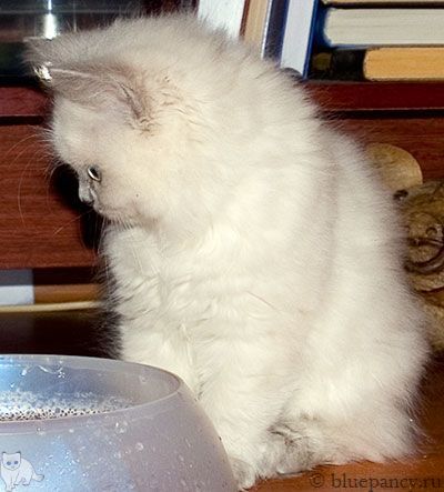 Photo Ace of Aces Blue Pancy British longhair, blue-point, age 2 monthes