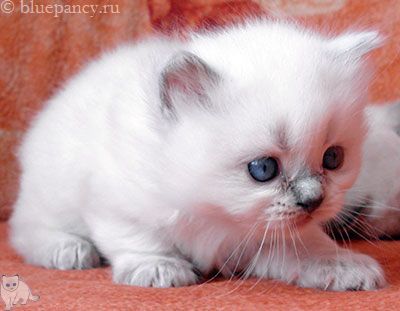 Photo Ace of Aces Blue Pancy British longhair, blue-point, age 4 weeks