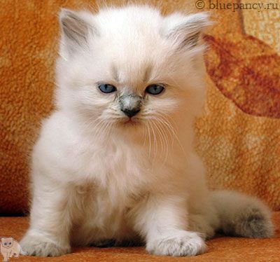 Photo Ace of Aces Blue Pancy British longhair, blue-point, age 1 month 1 week and 1 day