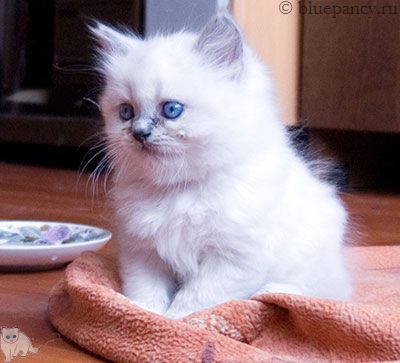 Photo Ace of Aces Blue Pancy British longhair, blue-point, age 6 weeks