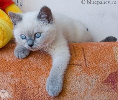  Alice Blue Pancy      ,  2  11 
