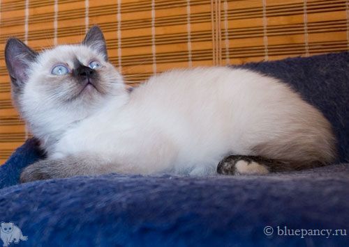 Photo Angelika Blue Pancy British shorthair, red-seal tortie point, age 2 months and 11 days