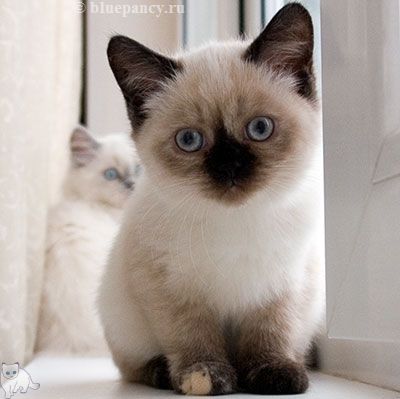 Photo Angelika Blue Pancy British shorthair, red-seal tortie point, age 2 months and 20 days