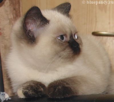 Photo Angelika Blue Pancy British shorthair, red-seal tortie point, age 2 months and 20 days