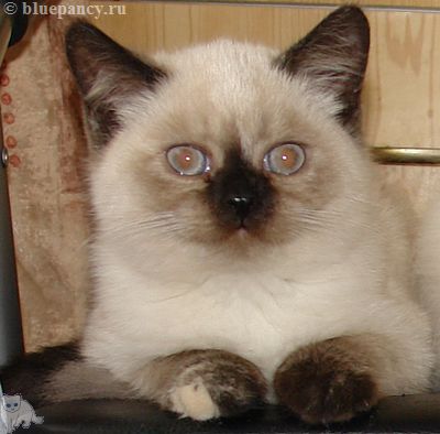 Photo Angelika Blue Pancy British shorthair, red-seal tortie point, age 2 months and 20 days