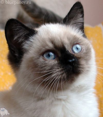 Photo Angelika Blue Pancy British shorthair, red-seal tortie point, age 3 months and 8 days