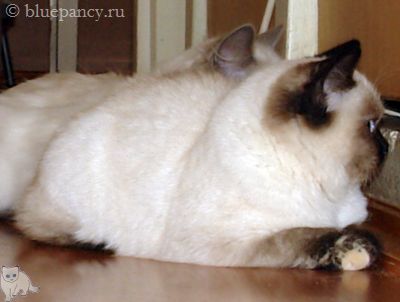 Photo Angelika Blue Pancy British shorthair, red-seal tortie point, age 4 months