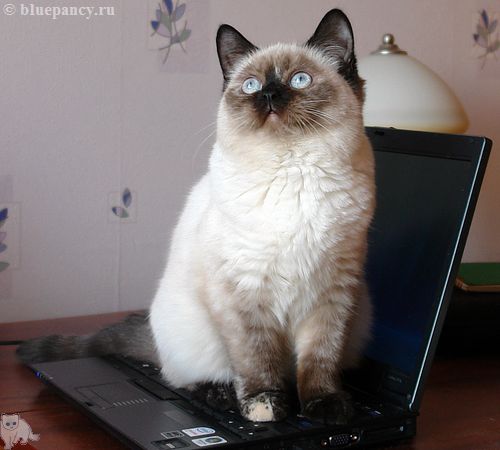 Photo Angelika Blue Pancy British shorthair, red-seal tortie point, age 4.5 months