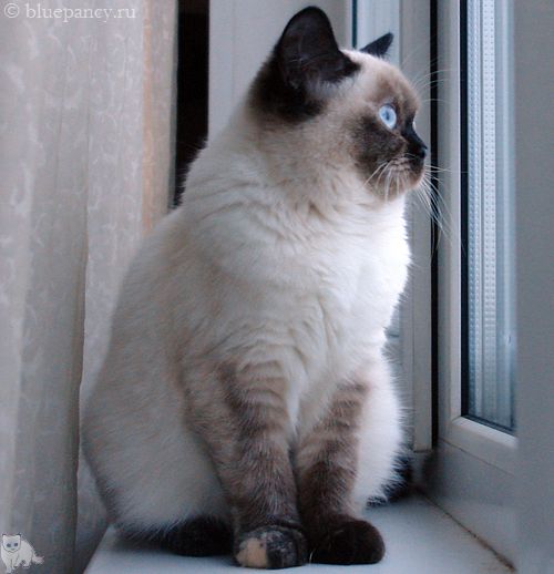 Photo Angelika Blue Pancy British shorthair, red-seal tortie point, age 5.5 months