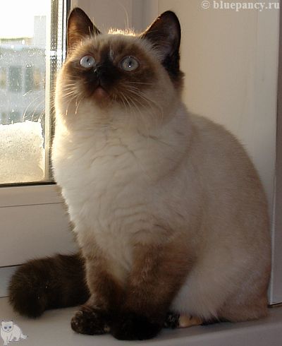 Photo Angelika Blue Pancy British shorthair, red-seal tortie point, age 4.5 months