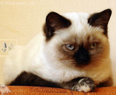 Photo Angelika Blue Pancy British shorthair, red-seal tortie point, age 3 months and 3 weeks