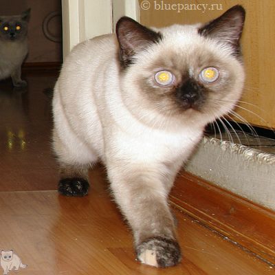 Photo Angelika Blue Pancy British shorthair, red-seal tortie point, age 4 months