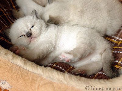 Photo Angelika Blue Pancy British shorthair, red-seal tortie point, age 3 weeks