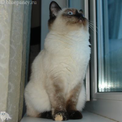 Photo Angelika Blue Pancy British shorthair, red-seal tortie point, age 4.5 months