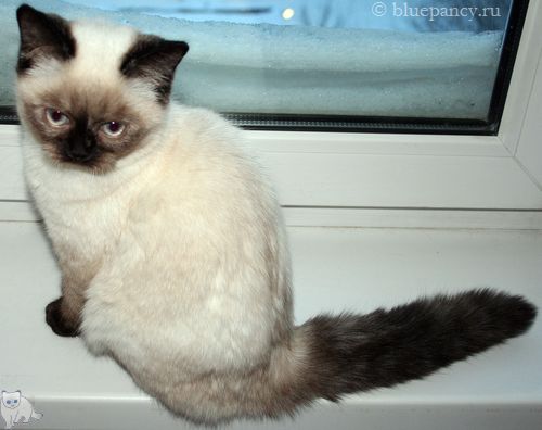 Photo Angelika Blue Pancy British shorthair, red-seal tortie point, age 4.5 months