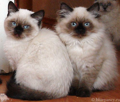 Photo Arthur Blue Pancy British shorthair, seal-point, age 3 months and 8 days, with brother Apache