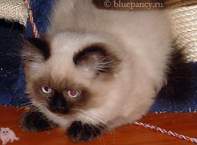 Photo Apache Blue Pancy British longhair, seal-point, age 4 months