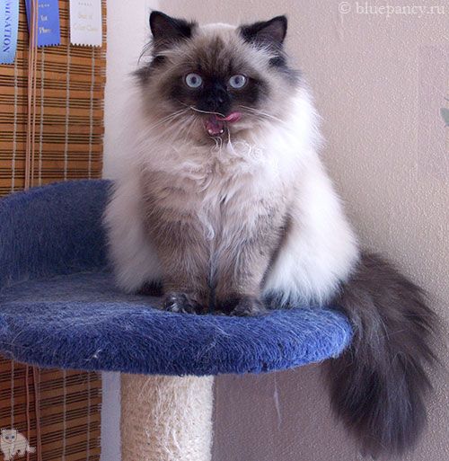 Photo Apache Blue Pancy British longhair, seal-point, age 8 months