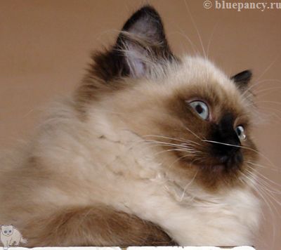Photo Apache Blue Pancy British longhair, seal-point, age 3 months and 12 days