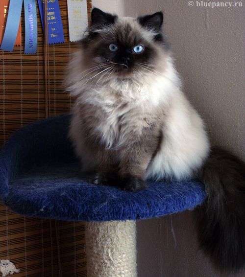 Photo Apache Blue Pancy British longhair, seal-point, age 8 months